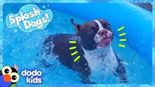 Splash Dog Gets The Biggest Surprise  Dodo Kids  Animal Videos [upl. by Aitnahc]