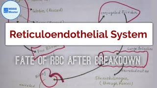 Reticulo Endothelial System  Fate of RBCs after breakdown  Blood Physiology [upl. by Siegel732]