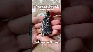 Afrovenator Dinosaur Fossil Tooth [upl. by Barrington]