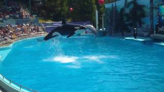 KILLER WHALE AND DOLPHIN SHOW [upl. by Bourke]