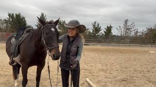 Training a Standardbred To Saddle Gait  Betty  Gaited Horse Training [upl. by Hilton]