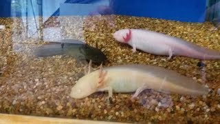 Axolotl Walking Fish  Pez Andante  Ajolote Ambystoma mexicanum [upl. by Twitt]