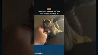 Love language😻♥️ animals love viralvideo diwali india loveanimals voiceless squirrel [upl. by Aikemaj900]