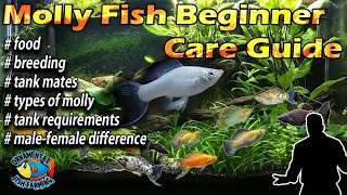 Molly Fish  Beginner Care Guide – breeding amp feeding [upl. by Mazman661]