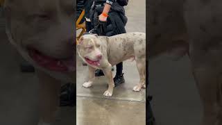 XL Bully  Biggest XL Tri Merle American Bully [upl. by Nosnah543]