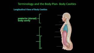 Body Cavities amp Serous Membranes [upl. by Ikciv]