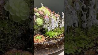 식충식물도 예쁘다 ‘Even carnivorous plants is pretty’ 🩷 식충식물 귀개 벌레잡이제비꽃 carnivorousplants drosera [upl. by Hermie]