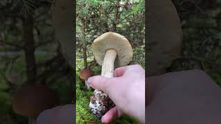 Baravikas zem eglītes mushroom fungi mushroompicking nature sēnes foraging baravikas [upl. by Idnir]