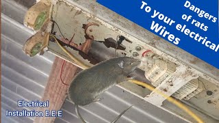 Why RATS bit electrical wires  Can RATS get electrocuted when they bit electrical wires [upl. by Amilb]