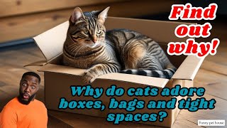 Why do cats adore boxes bags and tight spaces Find out why cat [upl. by Civ995]