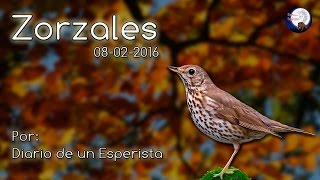 Caza del Zorzal 08022016 [upl. by Ronile]