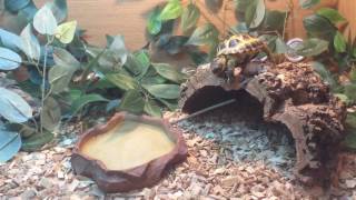 Horsefield Tortoise does Stunt [upl. by Mclain23]