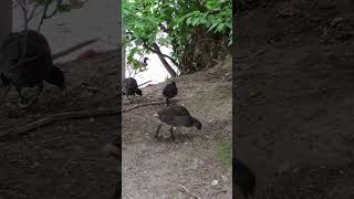 Grünfüßiges Teichhuhn mit ihre Küken  Greenfooted moorhen with her chicks [upl. by Ydnik]