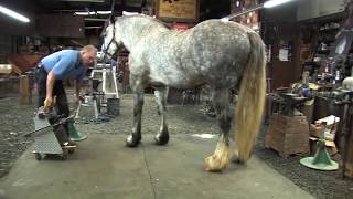 Shoeing a Draft Horse  Tips and Techniques Part 2 Rear Hoof Trimming [upl. by Atinreb390]