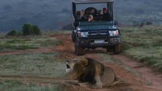 Experience the Lions Powerful Call  Amakhala Game Reserve [upl. by Hathcock]