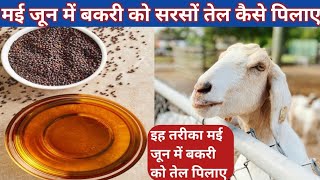 इस तरीका मई जून में बकरे बकरी को सरसों का तेल पिलाए Bakri ko sarso ka tel dene ka tarika may june [upl. by Kaleb]