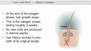 The Growth Stages of Hair [upl. by Arihsat634]