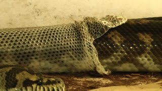 Carpet Python Perfect Shed [upl. by Carree277]