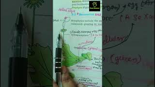 Marchantia  Bryophytes ncert imp diagram class 11th ncert biology neet2025 aiims liverwort [upl. by Rexana]