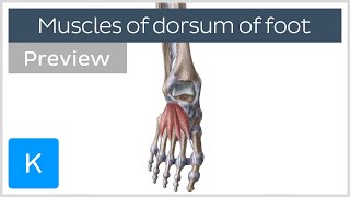 Muscles of the Dorsum of the Foot preview  Human Anatomy  Kenhub [upl. by Brodsky80]