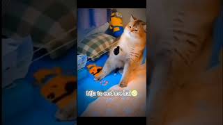 Did you feel the pain shortsfeed memes funnymemes catmemes gain97 youtubeshorts viral trend [upl. by Loftus]