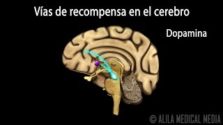 Mecanismo de la Adicción a las Drogas en el Cerebro Animación Alila Medical Media Español [upl. by Oiramed]