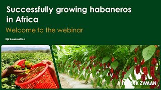 Rijk Zwaan Webinar Growing Habanero French [upl. by Ranique980]