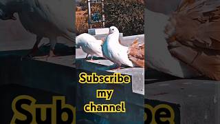 Mashallah beautiful pair and amazing videoyoutube shortsvideo like unfreezmyaccout subscribe [upl. by Eniamrahs164]