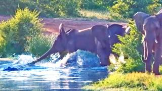 Crocodile Tries Taking Down 5 Elephants [upl. by Bergwall]