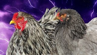 Braahmalott livre V  les poules et coqs Brahma de Kaamelott [upl. by Arorua732]