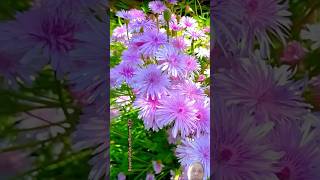 Pretty pink flowers  flowers  natural  beautiful  garden  short  ytshort [upl. by Ydnys953]