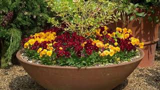 How to plant up a container containergardening containergarden gardenideas gardentips [upl. by Nielson890]