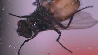 House Fly Biology Maggots To Adults  Maxforce Video Series [upl. by Rusell680]