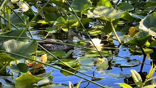 Quiet Lake Ambience with Ducks Geese and Soothing Water Splash Sound Effect [upl. by Guidotti]