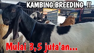 3500🔥🔥UPDATE TERBARU HARGA KAMBING HARI INI PASAR PON TRENGGALEK‼️HargaTernak [upl. by Lyrahs]