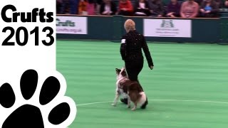 Bitch Championships  Day 2  Crufts 2013 Marie Cartwright amp Dodging Fire Cracker [upl. by Isherwood381]