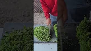 Cilantro para los tacos 🌮 cilantro satisfying viralvideo tacos [upl. by Isla634]