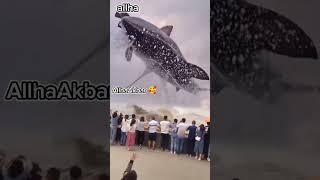 World highest whale love jummamubarakbestnaatsharifintheworld fish [upl. by Leafar913]