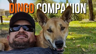 What its like having a Dingo companion [upl. by Kimberli]