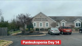 Monochromes’ Panleukopenia Day 14  Final day and the test results are in [upl. by Hadnama]