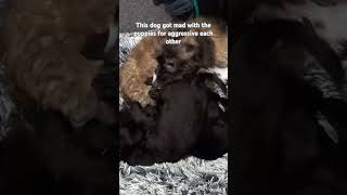 This dog got mad with the puppies for aggressive with each other 🐕 🐶 dog puppy pets shorts [upl. by Adien]