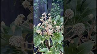 Fatsia Is Blooming amp Garden Tidying 🌿 shorts garden englishgarden [upl. by Frederica]