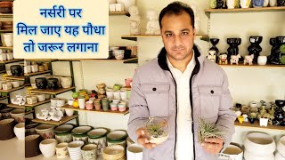 Air plant care tips Tillandsia नर्सरी पर मिल जाए यह एक परमानेंट पौधा तो तुरंत लगाना shampysgarden [upl. by Okier930]