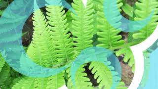 Dryopteris filixmas the male fern worm ferm [upl. by Eitsyrk679]