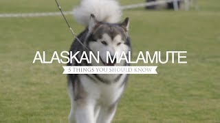 ALASKAN MALAMUTES FIVE THINGS YOU SHOULD KNOW [upl. by Holtorf]