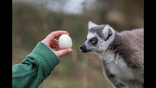 Eggciting Easter Egg Hunt with Lemurs at West Midland Safari Park 🐒🥚 [upl. by Olmstead]