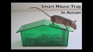 Smart Mouse Trap In Action  PETA Recommended Humane Live Catch Mouse Trap [upl. by Raynor]