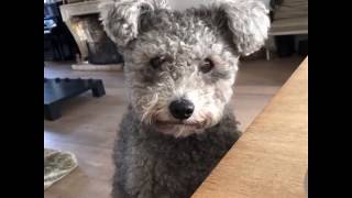 PUMI Dog Breed [upl. by Vladimir]