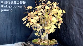 乳銀杏盆栽の整枝 Ginkgo bonsai pruning [upl. by Azal]