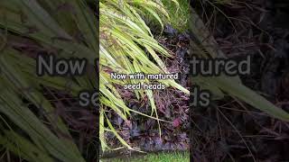 October Update Hakonechloa Aureola Japanese Forest Grass [upl. by Begga]